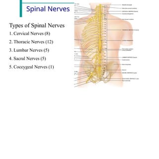 Spinal Nerves
Types of Spinal Nerves
1. Cervical Nerves (8)
2. Thoracic Nerves (12)
3. Lumbar Nerves (5)
4. Sacral Nerves (5)
5. Coccygeal Nerves (1)
 