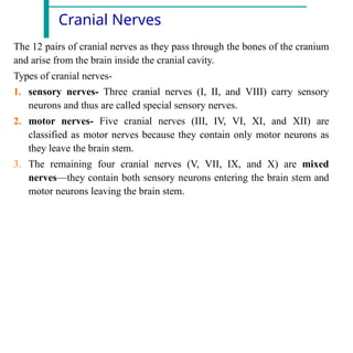 Cranial Nerves
The 12 pairs of cranial nerves as they pass through the bones of the cranium
and arise from the brain inside the cranial cavity.
Types of cranial nerves-
1. sensory nerves- Three cranial nerves (I, II, and VIII) carry sensory
neurons and thus are called special sensory nerves.
2. motor nerves- Five cranial nerves (III, IV, VI, XI, and XII) are
classified as motor nerves because they contain only motor neurons as
they leave the brain stem.
3. The remaining four cranial nerves (V, VII, IX, and X) are mixed
nerves—they contain both sensory neurons entering the brain stem and
motor neurons leaving the brain stem.
 