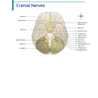 Cranial Nerves
 