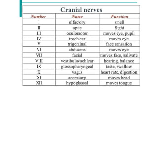 Cranial Nerves
 