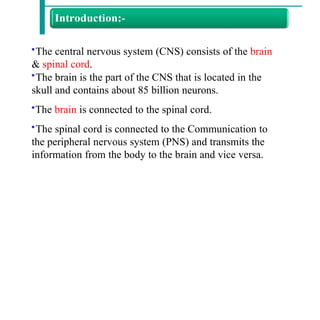 •The central nervous system (CNS) consists of the brain
& spinal cord.
•The brain is the part of the CNS that is located in the
skull and contains about 85 billion neurons.
•The brain is connected to the spinal cord.
•The spinal cord is connected to the Communication to
the peripheral nervous system (PNS) and transmits the
information from the body to the brain and vice versa.
 
