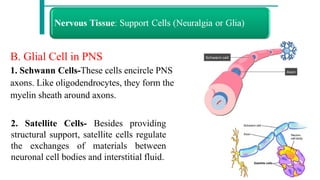 Instertitial Support nervous system and structure of a neuron with classification and ...
