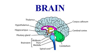 nervous system and structure of a neuron with classification and ...