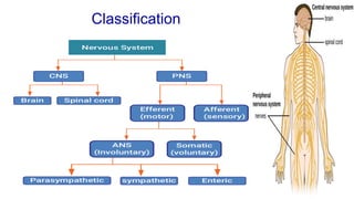 nervous system and structure of a neuron with classification and ...