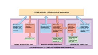 nervous system and structure of a neuron with classification and ...