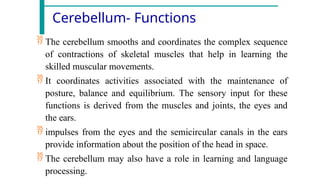 Comprehensive Overview of the Human Nervous System Structure and ...