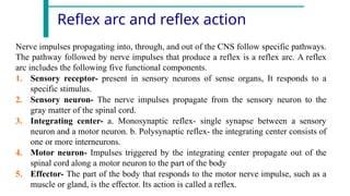 Comprehensive Overview of the Human Nervous System Structure and ...