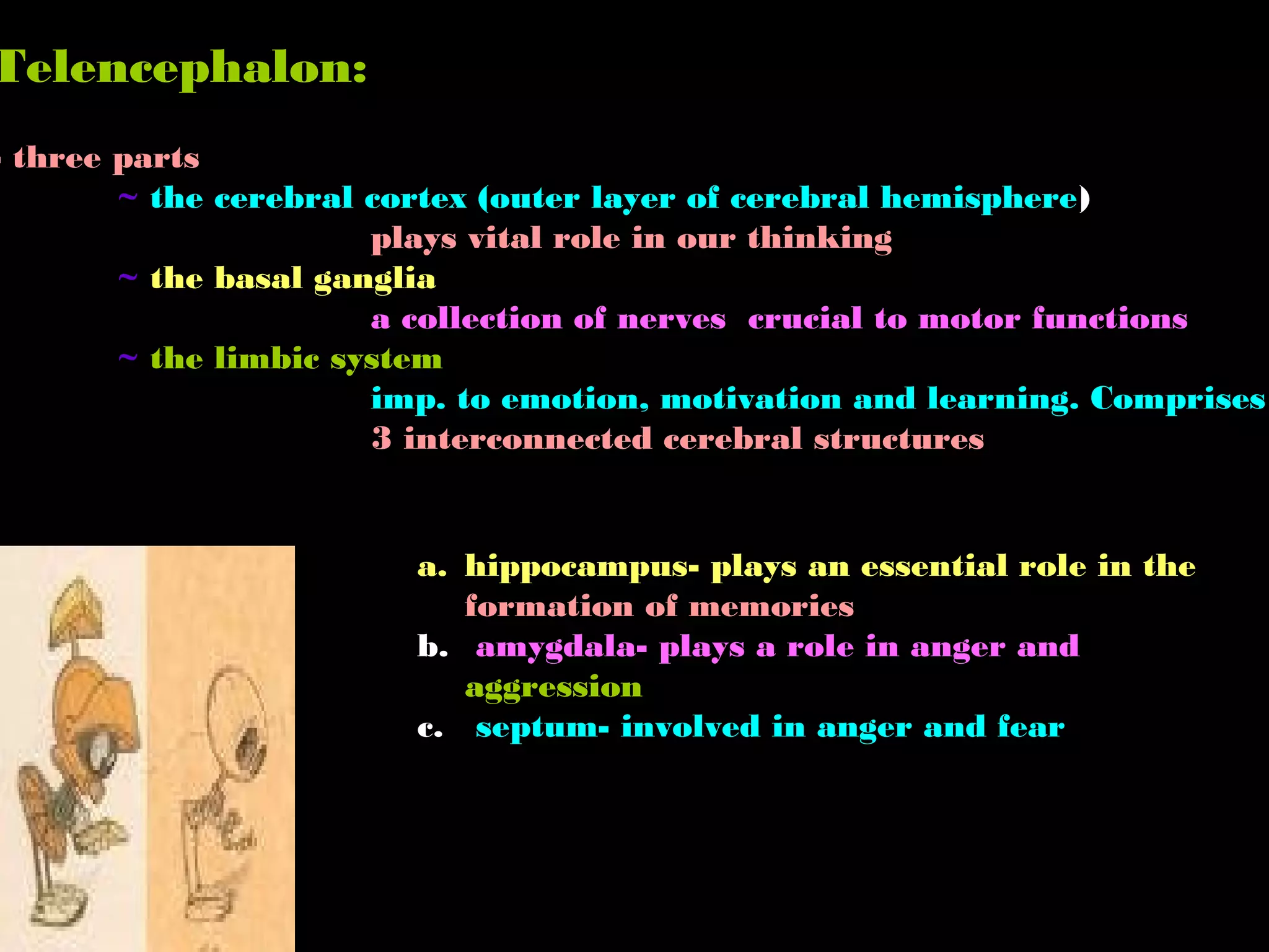 Telencephalon:
- three parts
~ the cerebral cortex (outer layer of cerebral hemisphere)
plays vital role in our thinking
~ the basal ganglia
a collection of nerves crucial to motor functions
~ the limbic system
imp. to emotion, motivation and learning. Comprises
3 interconnected cerebral structures
a. hippocampus- plays an essential role in the
formation of memories
b. amygdala- plays a role in anger and
aggression
c. septum- involved in anger and fear
 