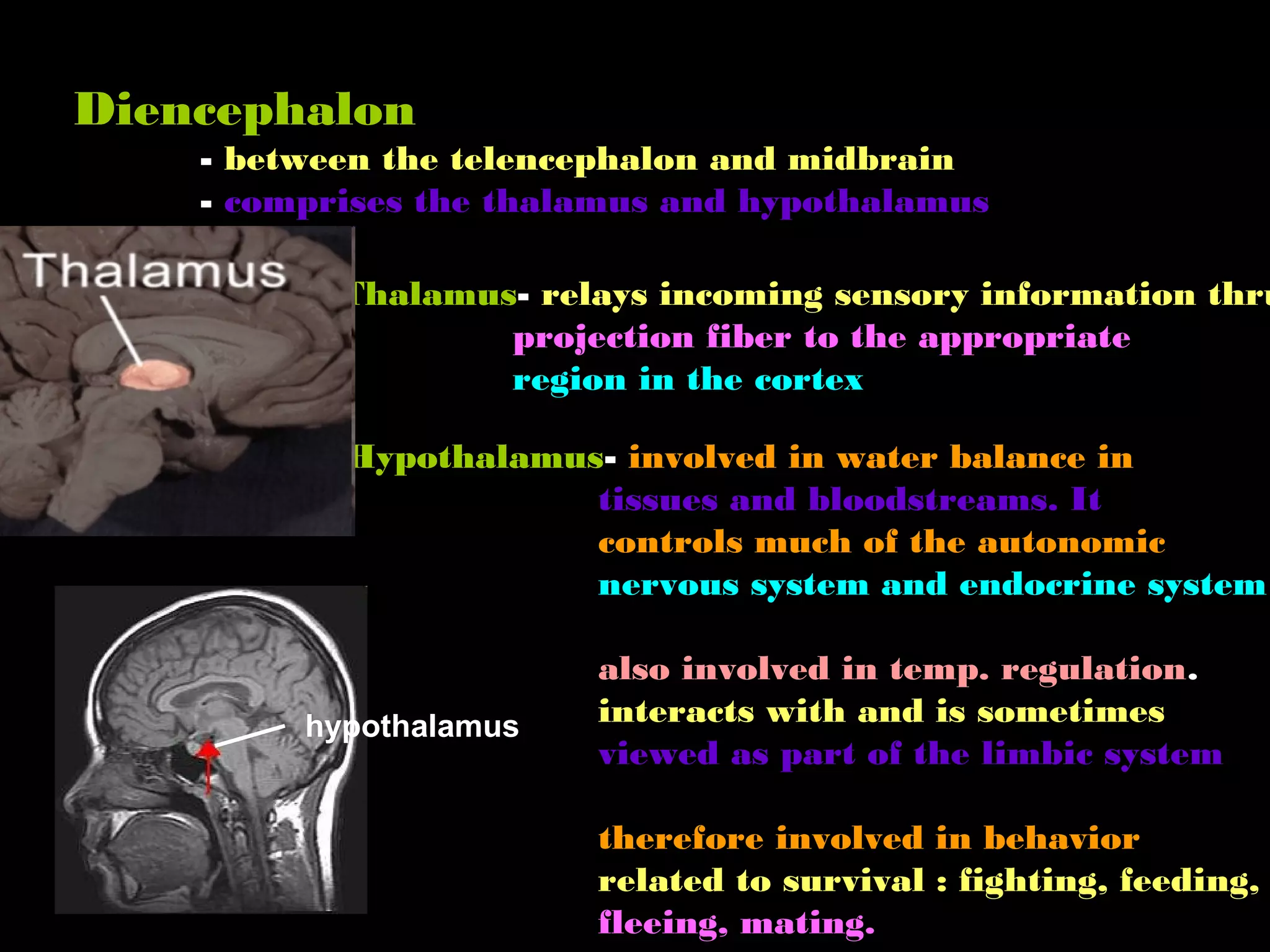 Diencephalon
- between the telencephalon and midbrain
- comprises the thalamus and hypothalamus
Thalamus- relays incoming sensory information thru
projection fiber to the appropriate
region in the cortex
Hypothalamus- involved in water balance in
tissues and bloodstreams. It
controls much of the autonomic
nervous system and endocrine system
also involved in temp. regulation.
interacts with and is sometimes
viewed as part of the limbic system
therefore involved in behavior
related to survival : fighting, feeding,
fleeing, mating.
hypothalamus
 