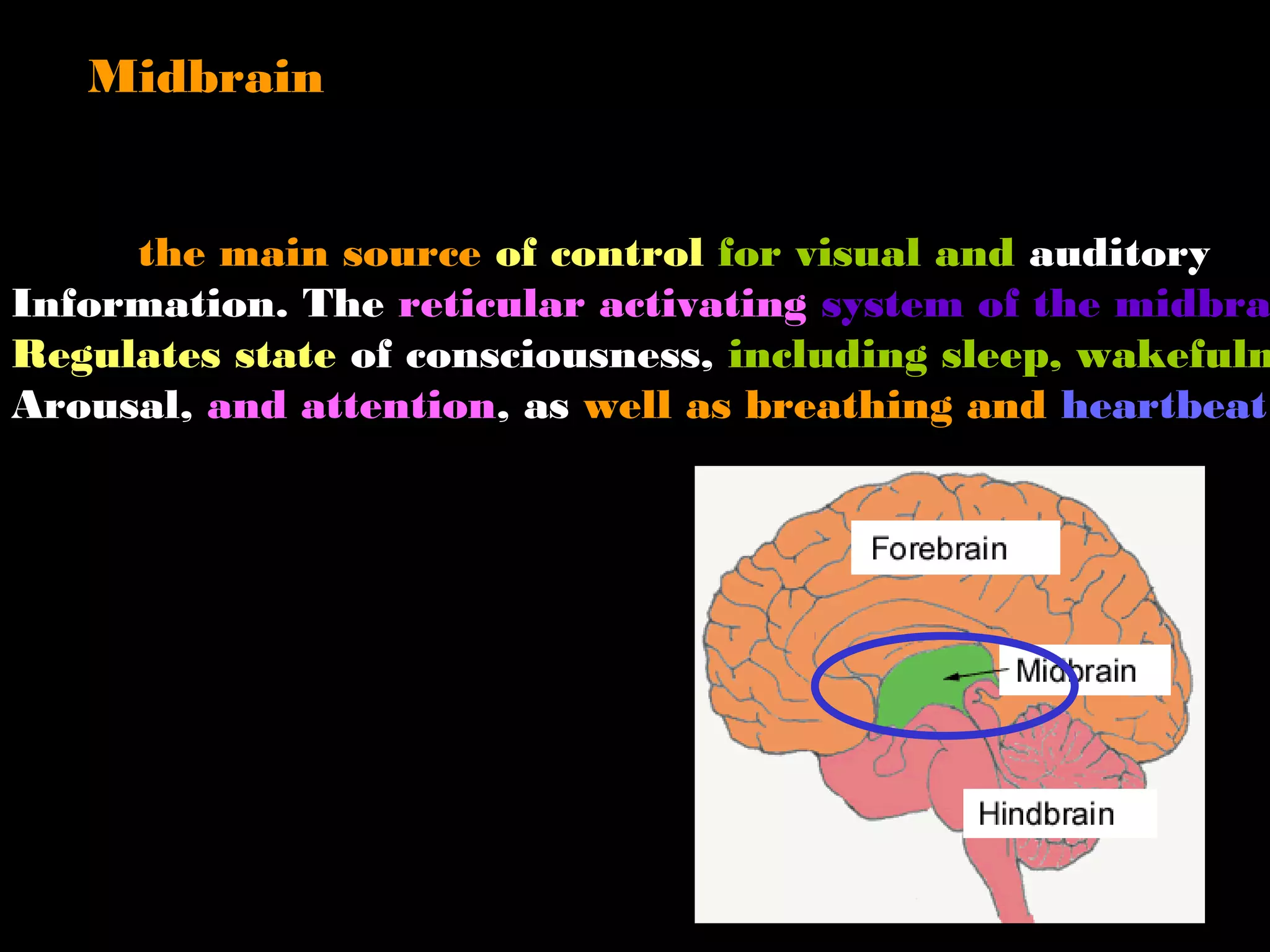 the main source of control for visual and auditory
Information. The reticular activating system of the midbra
Regulates state of consciousness, including sleep, wakefuln
Arousal, and attention, as well as breathing and heartbeat
Midbrain
 