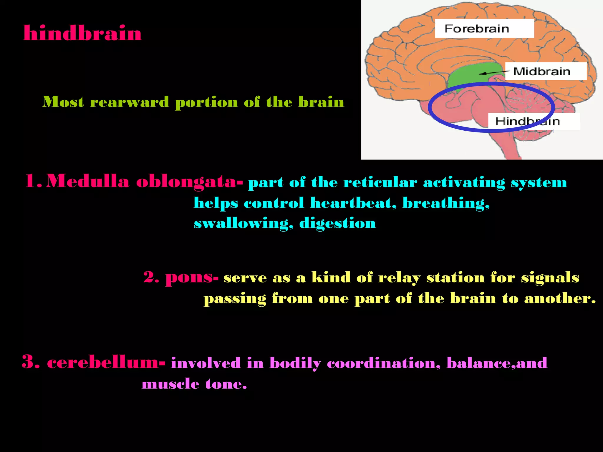 hindbrain
Most rearward portion of the brain
1. Medulla oblongata- part of the reticular activating system
helps control heartbeat, breathing,
swallowing, digestion
2. pons- serve as a kind of relay station for signals
passing from one part of the brain to another.
3. cerebellum- involved in bodily coordination, balance,and
muscle tone.
 