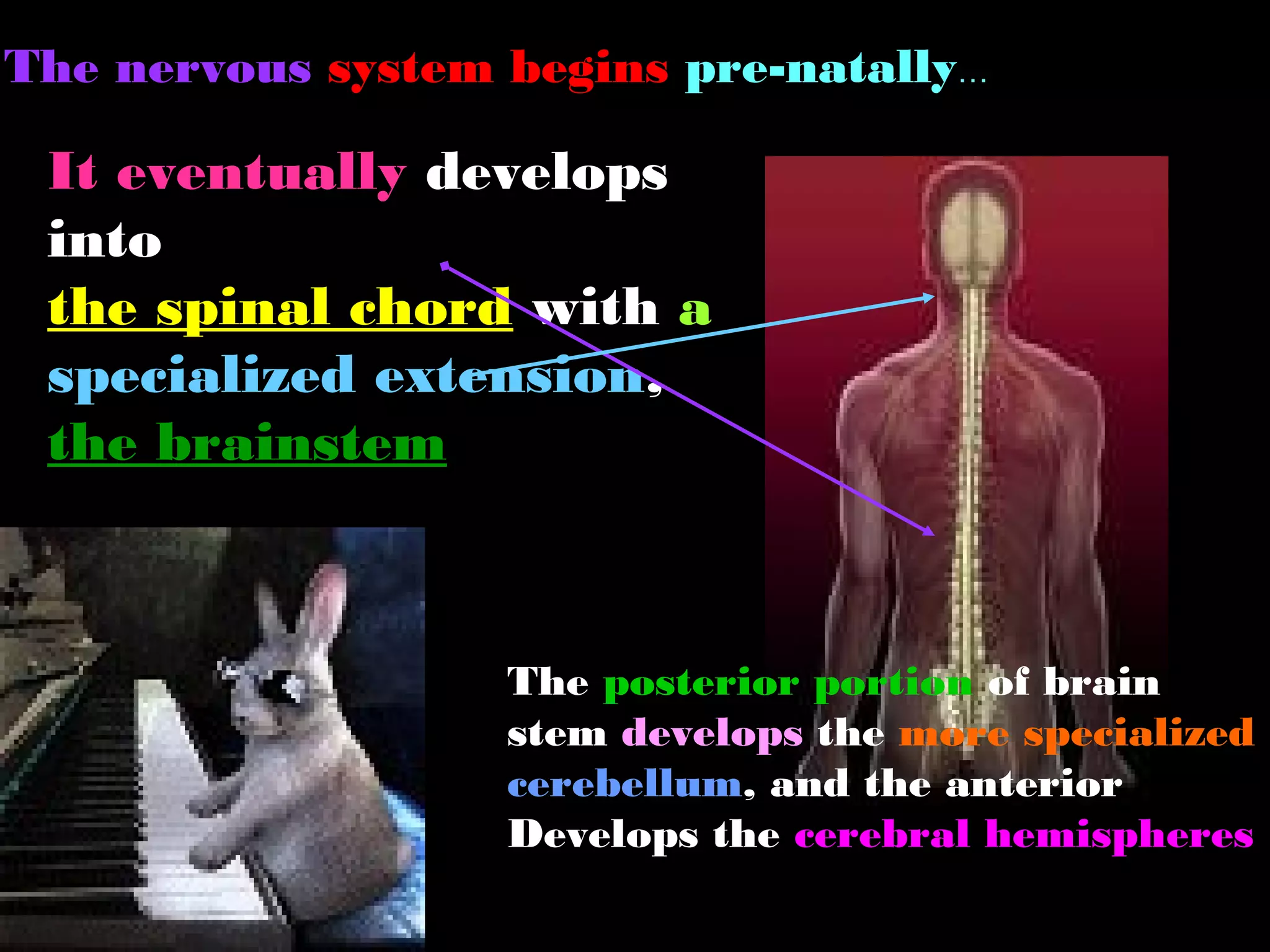 The nervous system begins pre-natally…
It eventually develops
into
the spinal chord with a
specialized extension,
the brainstem
The posterior portion of brain
stem develops the more specialized
cerebellum, and the anterior
Develops the cerebral hemispheres
 