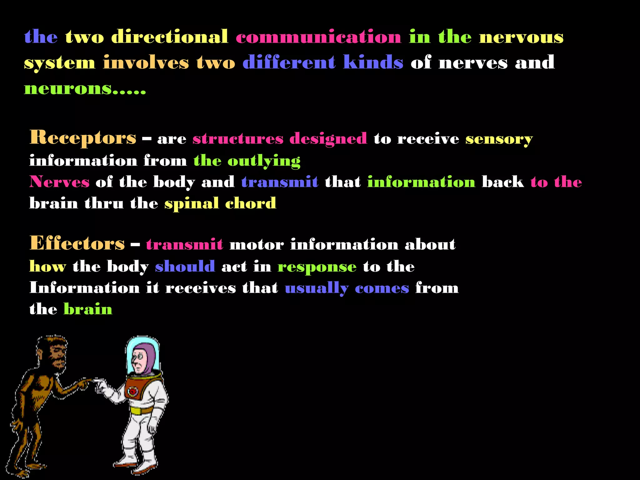 the two directional communication in the nervous
system involves two different kinds of nerves and
neurons…..
Receptors – are structures designed to receive sensory
information from the outlying
Nerves of the body and transmit that information back to the
brain thru the spinal chord
Effectors – transmit motor information about
how the body should act in response to the
Information it receives that usually comes from
the brain
 
