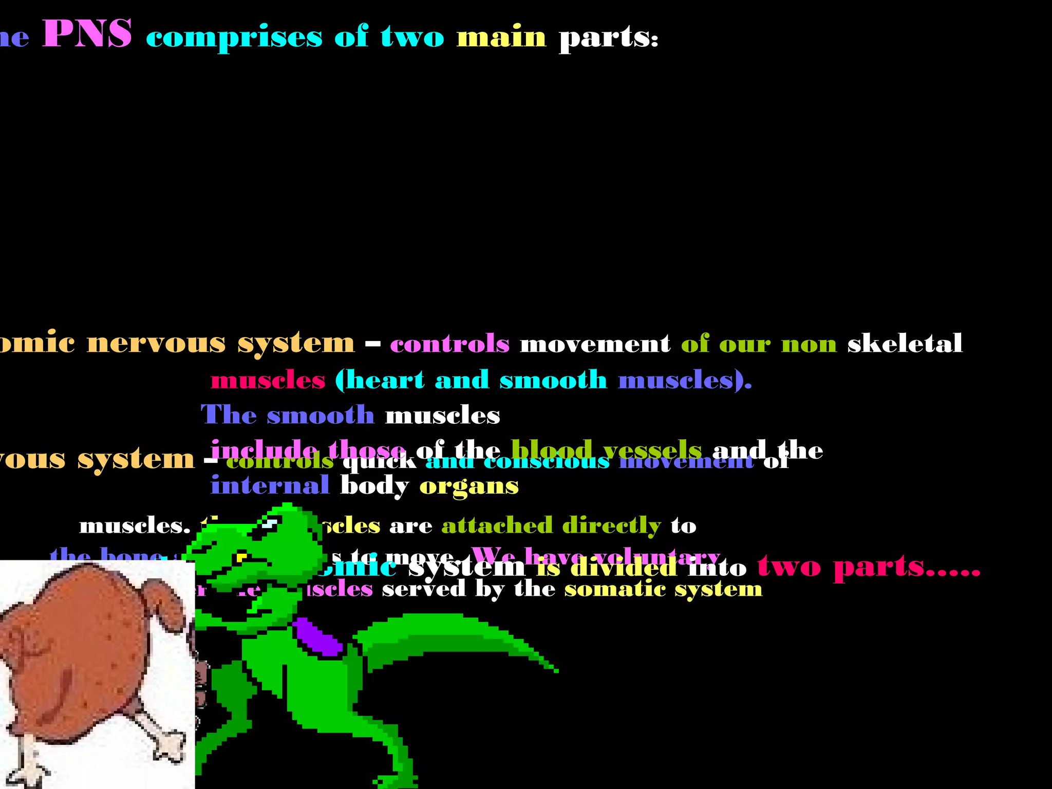 he PNS comprises of two main parts:
vous system – controls quick and conscious movement of
muscles. these muscles are attached directly to
the bone and allow us to move. We have voluntary
control over the muscles served by the somatic system
omic nervous system – controls movement of our non skeletal
muscles (heart and smooth muscles).
The smooth muscles
include those of the blood vessels and the
internal body organs
the Autonomic system is divided into two parts…..
 