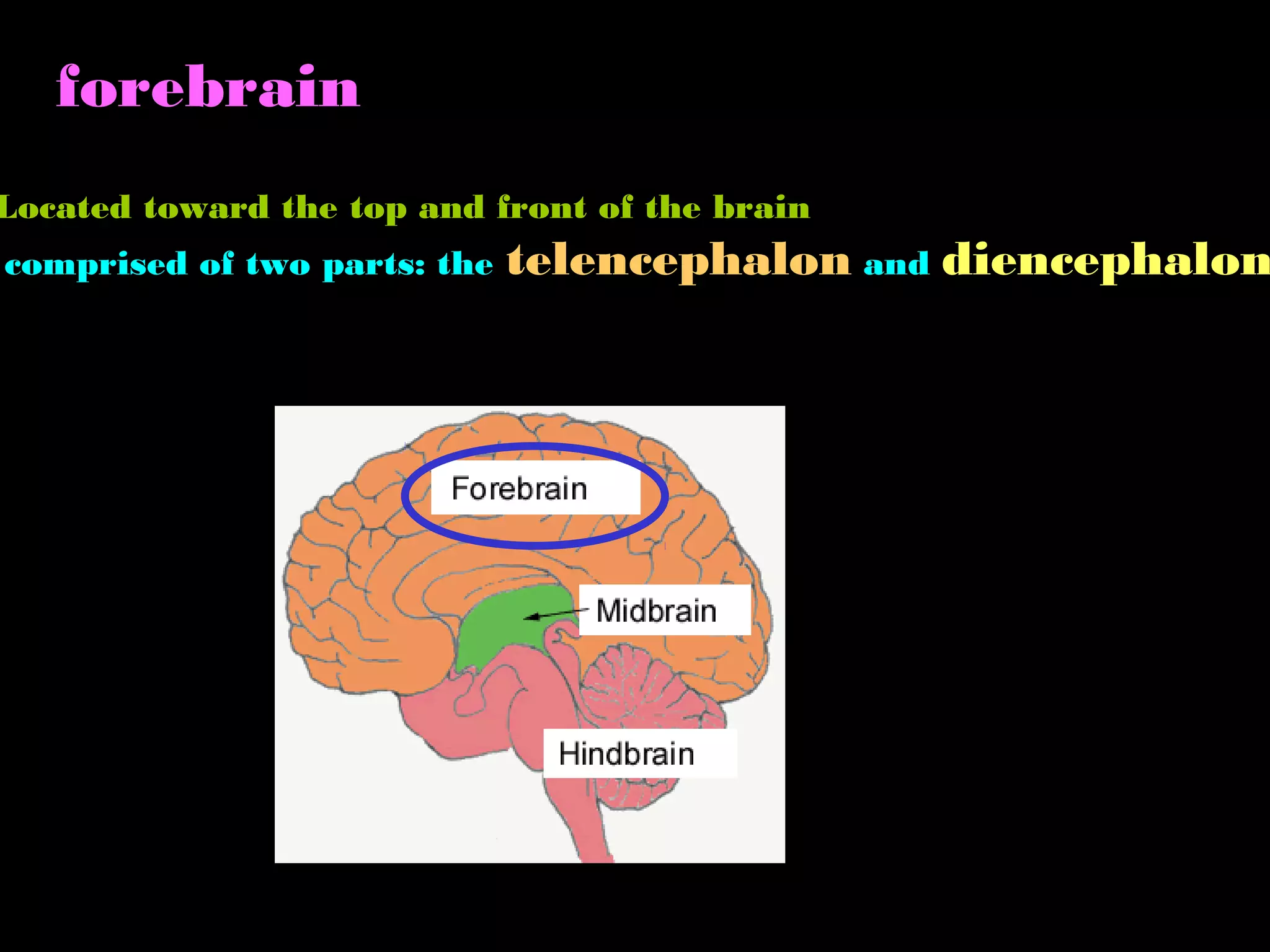 forebrain
Located toward the top and front of the brain
comprised of two parts: the telencephalon and diencephalon
 