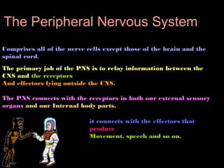 The Peripheral Nervous System
Comprises all of the nerve cells except those of the brain and the
spinal cord.
The primary ...