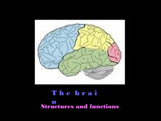 T h e b r a i
n
Structures and functions
 