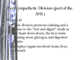 Parasympathetic Division (part of the ANS) What is it? This division promotes calming and a return to the “rest and digest” mode as the heart slows down, the liver starts creating more glycogen, and digestion begins. Examples/organs involved: heart, liver, stomach 