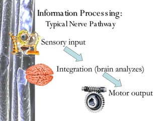 Information Processing:   Typical Nerve Pathway Sensory input Integration (brain analyzes) Motor output 