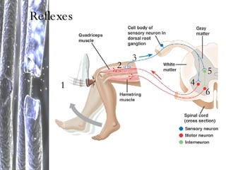 Reflexes 1 2 3 4 5 6 
