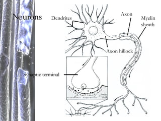 Neurons Dendrites Axon hillock Axon Myelin sheath Synaptic terminal 