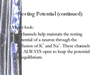 Resting Potential (continued) A closer look: Ion channels help maintain the resting potential of a neuron through the diffusion of K +  and Na + . These channels are ALWAYS open to keep the potential at equilibrium. 