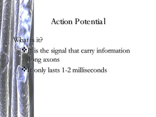What is it? It is the signal that carry information along axons It only lasts 1-2 milliseconds Action Potential 