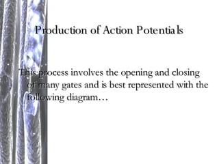 Production of Action Potentials This process involves the opening and closing of many gates and is best represented with the following diagram… 