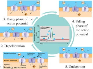 1. Resting state 2. Depolarization 3. Rising phase of the action potential 4. Falling phase of the action potential 5. Undershoot 