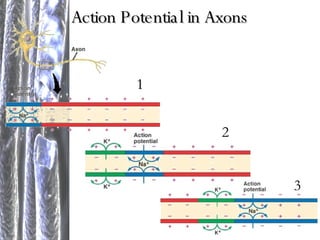 Action Potential in Axons 1 2 3 