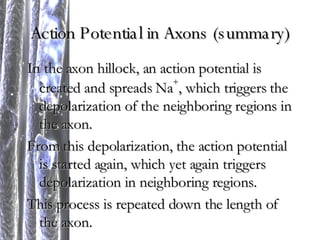 Action Potential in Axons (summary) In the axon hillock, an action potential is created and spreads Na + , which triggers the depolarization of the neighboring regions in the axon.  From this depolarization, the action potential is started again, which yet again triggers depolarization in neighboring regions.  This process is repeated down the length of the axon. 
