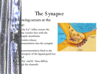 The Synapse The following occurs at the synapse: After the Ca 2+  influx occurs the synaptic vesicles fuse with the presynaptic membrane The vesicles release neurotransmitters into the synaptic cleft The neurotransmitters bind to the open receptor of the ligand-gated ion channel Both Na +  and K +  then diffuse through the channels 