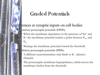 Graded Potentials Occurrences at synaptic inputs on cell bodies Excitatory postsynaptic potentials (EPSPs) When the membrane depolarizes in the presence of Na +  and K +  the membrane potential reaches a point between E Na  and E K Brinings the membrane potential toward the threshold Inhibitory postsynaptic potentials (IPSPs) A different neurotransmitter only binds to K +  selective channels The postsynaptic membrane hyperpolarizes, which moves the membrane further from the threshold 