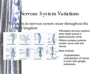 Nervous System Variations Variations in nervous system occur throughout the animal kingdom Simplest nervous systems were radial around a gastrovascular cavity  More complex systems contain nerve nets and nerves More evolved: Cephalization: centralization of nerves in brain with ganglia extensions 