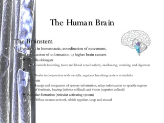 The Human Brain The Brainstem Functions in homeostasis, coordination of movement, and conduction of information to higher brain centers Medulla oblongata Controls breathing, heart and blood vessel activity, swallowing, vomiting, and digestion Pons Works in conjunction with medulla: regulates breathing centers in medulla Midbrain Receipt and integration of sensory information, relays information to specific regions of forebrain, hearing (inferior colliculi) and vision (superior colliculi) Reticular formation (reticular activating system) Diffuse neuron network, which regulates sleep and arousal 