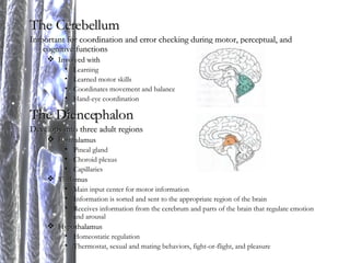 The Cerebellum Important for coordination and error checking during motor, perceptual, and cognitive functions Involved with Learning Learned motor skills Coordinates movement and balance Hand-eye coordination The Diencephalon Develops into three adult regions Epithalamus Pineal gland Choroid plexus Capillaries Thalamus Main input center for motor information Information is sorted and sent to the appropriate region of the brain Receives information from the cerebrum and parts of the brain that regulate emotion and arousal Hypothalamus Homeostatic regulation Thermostat, sexual and mating behaviors, fight-or-flight, and pleasure 