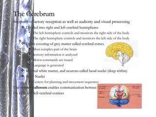 The Cerebrum Supports olfactory reception as well as audiotry and visual processing Divided into right and left cerebral hemispheres The left hemisphere controls and monitors the right side of the body The right hemisphere controls and monitors the left side of the body Outer covering of grey matter called cerebral cortex Most complex part of the brain Sensory information is analyzed Motor commands are issued Language is generated Internal white matter, and neurons called basal nuclei (deep within) Basal Nuclei Centers for planning and movement sequences The  corpus callosum  enables communication between  the right and left cerebral cortices 