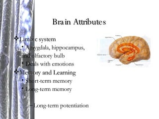 Brain Attributes Limbic system Amygdala, hippocampus,  and olfactory bulb Deals with emotions Memory and Learning Short-term memory Long-term memory Long-term potentiation 