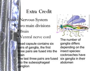 Extra Credit Insect Nervous System Two main divisions Brain Ventral nerve cord Head capsule contains six pairs of ganglia, the first three pairs are fused into the brain The last three pairs are fused into the subesophageal ganglion  The number of ganglia differs depending on the insect species: cockroaches have six ganglia in their abdomen 