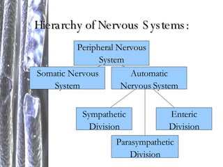 Hierarchy of Nervous Systems: Peripheral Nervous System Somatic Nervous System Automatic Nervous System Sympathetic Division Parasympathetic Division Enteric Division 