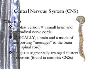 Central Nervous System (CNS) What is it? Simplest version = a small brain and longitudinal nerve cords BASICALLY, a brain and a mode of transporting “messages” to the brain (i.e. a spinal cord) Ganglia = segmentally arranged clusters of neurons (found in complex CNSs) 