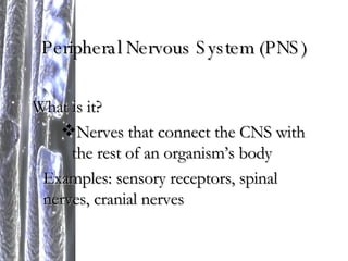 Peripheral Nervous System (PNS) What is it? Nerves that connect the CNS with the rest of an organism’s body Examples: sensory receptors, spinal nerves, cranial nerves 