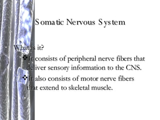 Somatic Nervous System What is it? It consists of peripheral nerve fibers that deliver sensory information to the CNS. It also consists of motor nerve fibers that extend to skeletal muscle. 