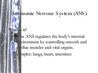 Autonomic Nervous System (ANS) What is it? The ANS regulates the body’s internal environment by controlling smooth and cardiac muscles and vital organs. Examples: lungs, heart, intestines 