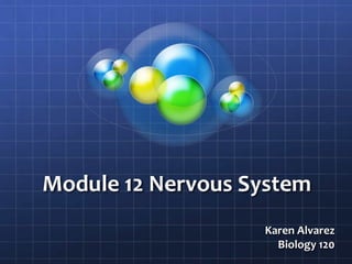 Module 12 Nervous System
Karen Alvarez
Biology 120
 