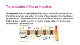 Transmission of Nerve Impulses
The transmission of a nerve impulse along a neuron from one end to
the other occurs as a result of electrical changes across the membrane
of the neuron. The membrane of an unstimulated neuron is polarized—
that is, there is a difference in electrical charge between the outside
and inside of the membrane.
ArpanAryan Institutions Pvt Ltd
 