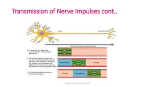 Transmission of Nerve Impulses cont..
ArpanAryan Institutions Pvt Ltd
 