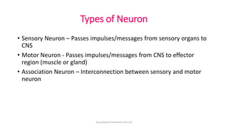 Types of Neuron
• Sensory Neuron – Passes impulses/messages from sensory organs to
CNS
• Motor Neuron - Passes impulses/messages from CNS to effector
region (muscle or gland)
• Association Neuron – Interconnection between sensory and motor
neuron
ArpanAryan Institutions Pvt Ltd
 