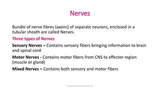 Nerves
Bundle of nerve fibres (axons) of separate neurons, enclosed in a
tubular sheath are called Nerves.
Three types of Nerves
Sensory Nerves – Contains sensory fibers bringing information to brain
and spinal cord
Motor Nerves - Contains motor fibers from CNS to effector region
(muscle or gland)
Mixed Nerves – Contains both sensory and motor fibers
ArpanAryan Institutions Pvt Ltd
 