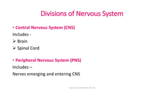 Divisions of Nervous System
• Central Nervous System (CNS)
Includes -
➢ Brain
➢ Spinal Cord
• Peripheral Nervous System (PNS)
Includes –
Nerves emerging and entering CNS
ArpanAryan Institutions Pvt Ltd
 